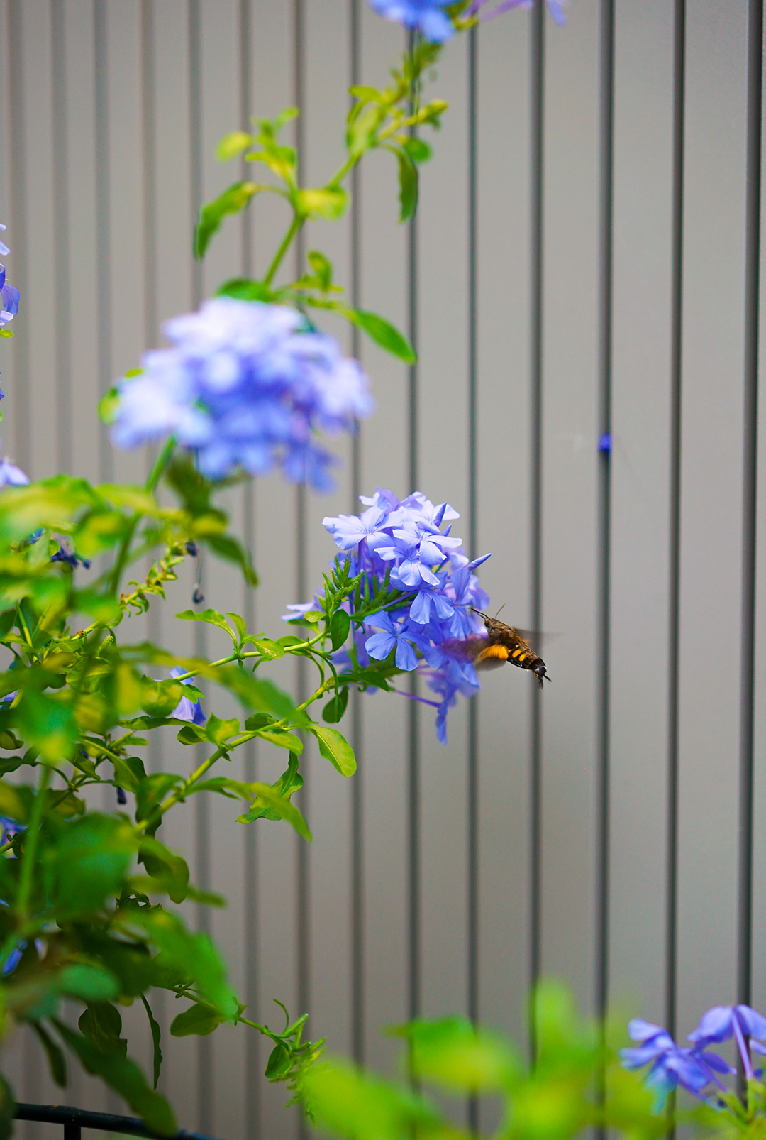 《悦趣园》丨中国上海丨上海东町景观设计工程有限公司-53