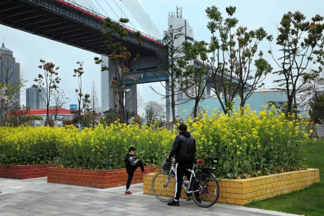 杨浦大桥区域滨江绿地生态项目，打造城市水岸新生活-121