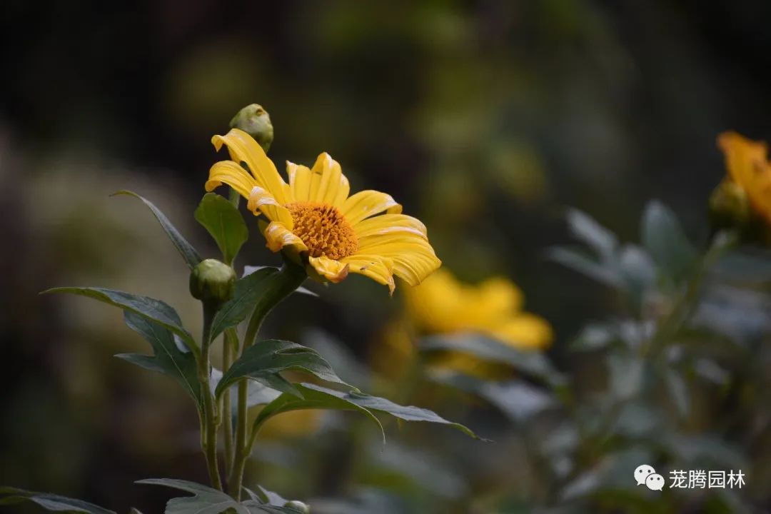行走的茏腾人 | 象头山自然之美-38