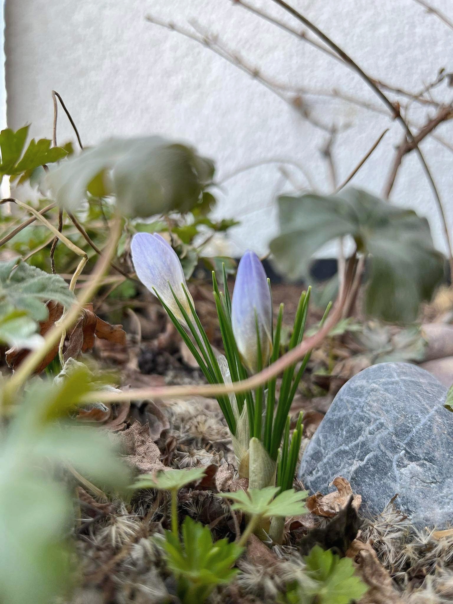 花盆（注：Lauko vazonai是立陶宛语花盆的意思） 丨无法确定-4
