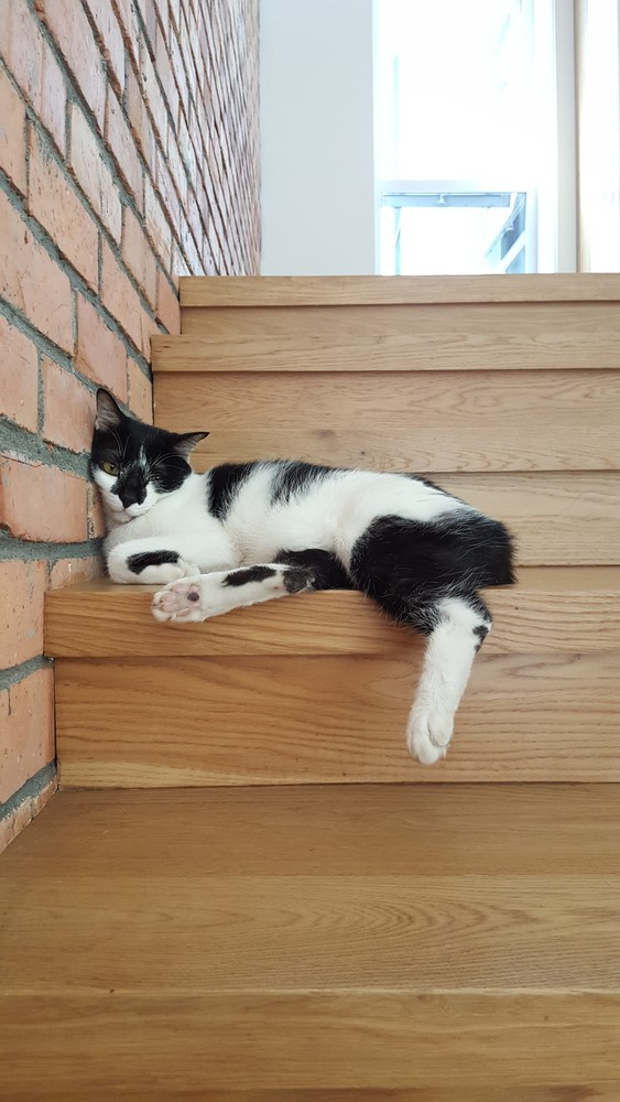 38Mews House  Design Collective Architects-50