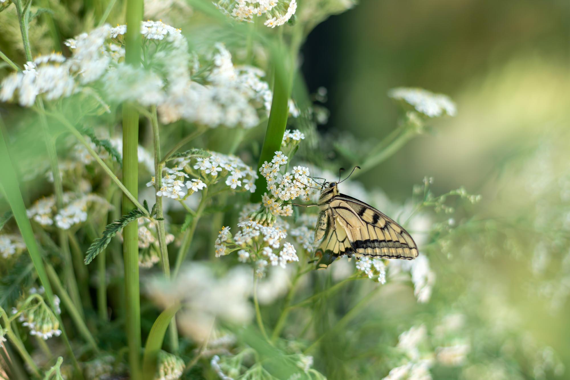 带有烧烤设施的亭子丨俄罗斯丨INSIGHT ADB-27