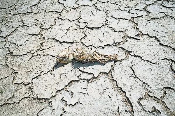 全球气候危机 | 亚马逊雨林火灾与生态破坏-156