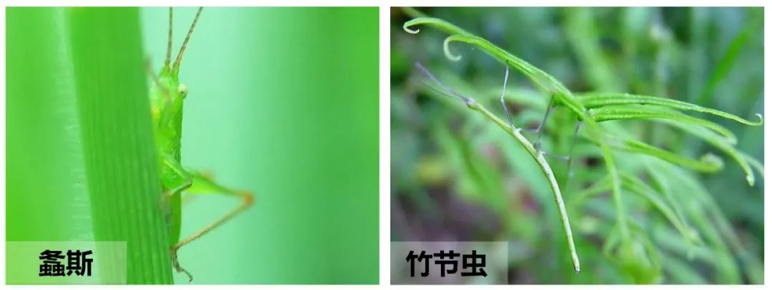 与自然和谐共生的茏腾生态馆-10