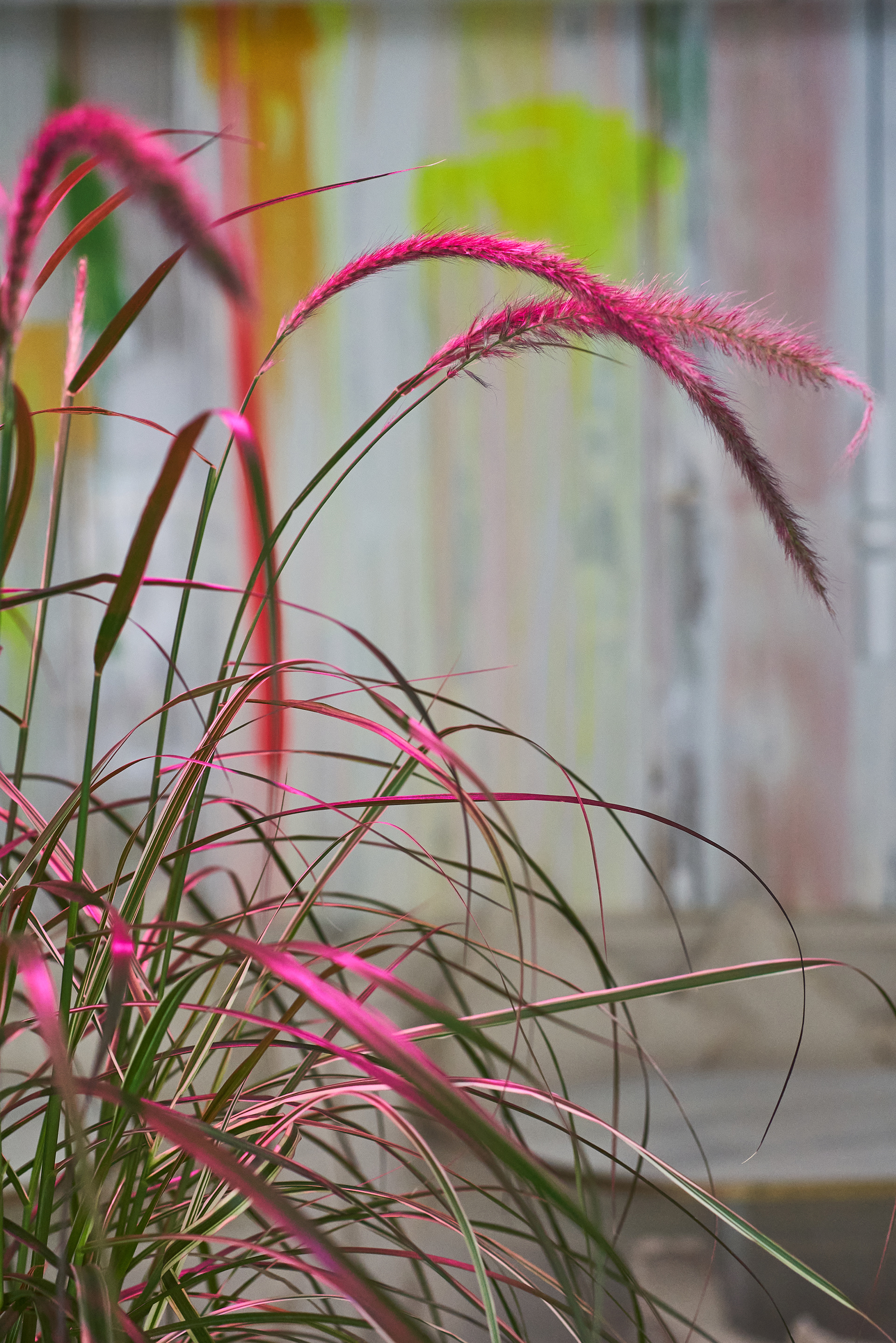 动物弹出窗口丨俄罗斯圣彼得堡丨DA Bureau-23