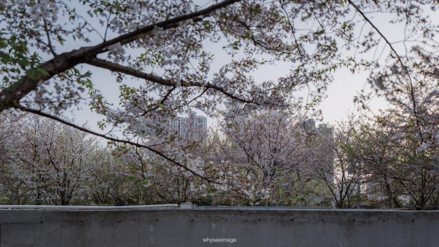 樱花+龙美术馆丨中国上海丨大舍建筑设计工作室-150