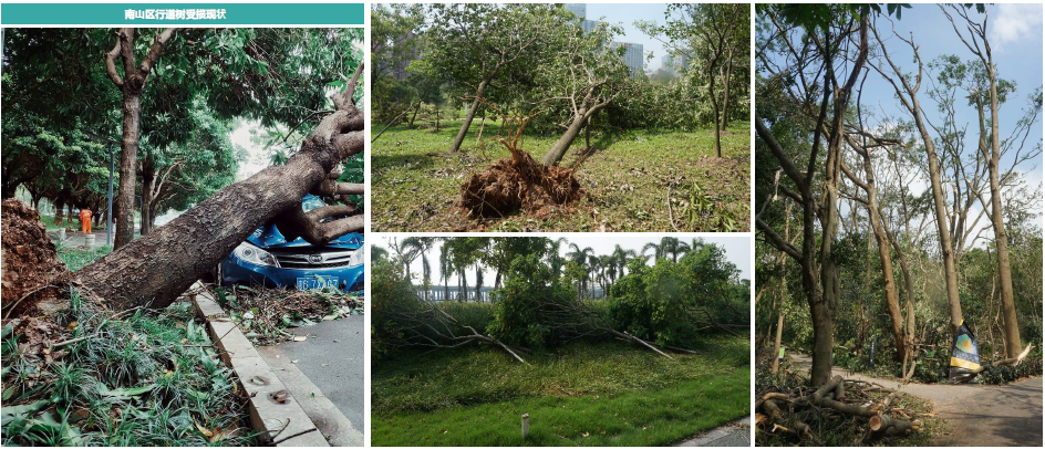 深圳南山区市政道路行道树补植工程设计-1