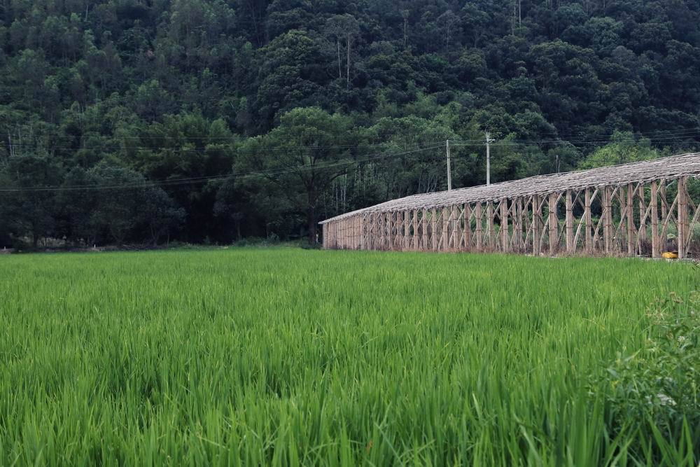 废弃小学的生态重生 | Heduli Paddy Hotel-15