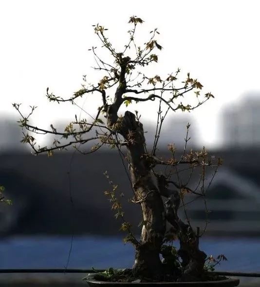 不惑之年，他自己动手建了一座楼顶花园，养花种菜喂鱼……-191