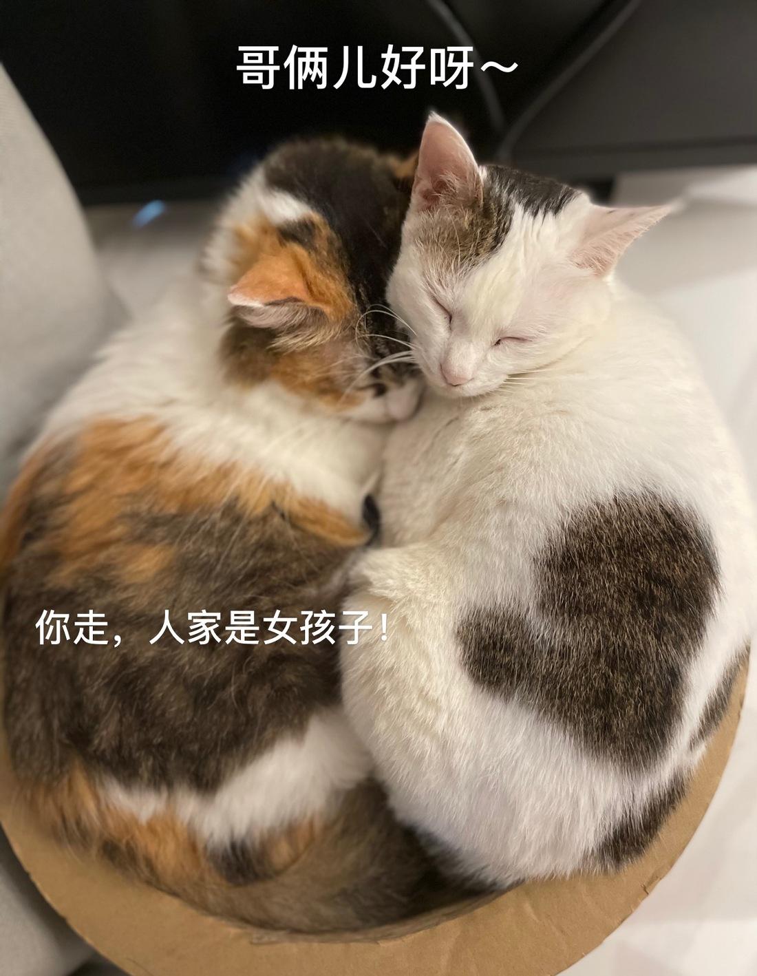 喵星人的简约温馨小窝-53