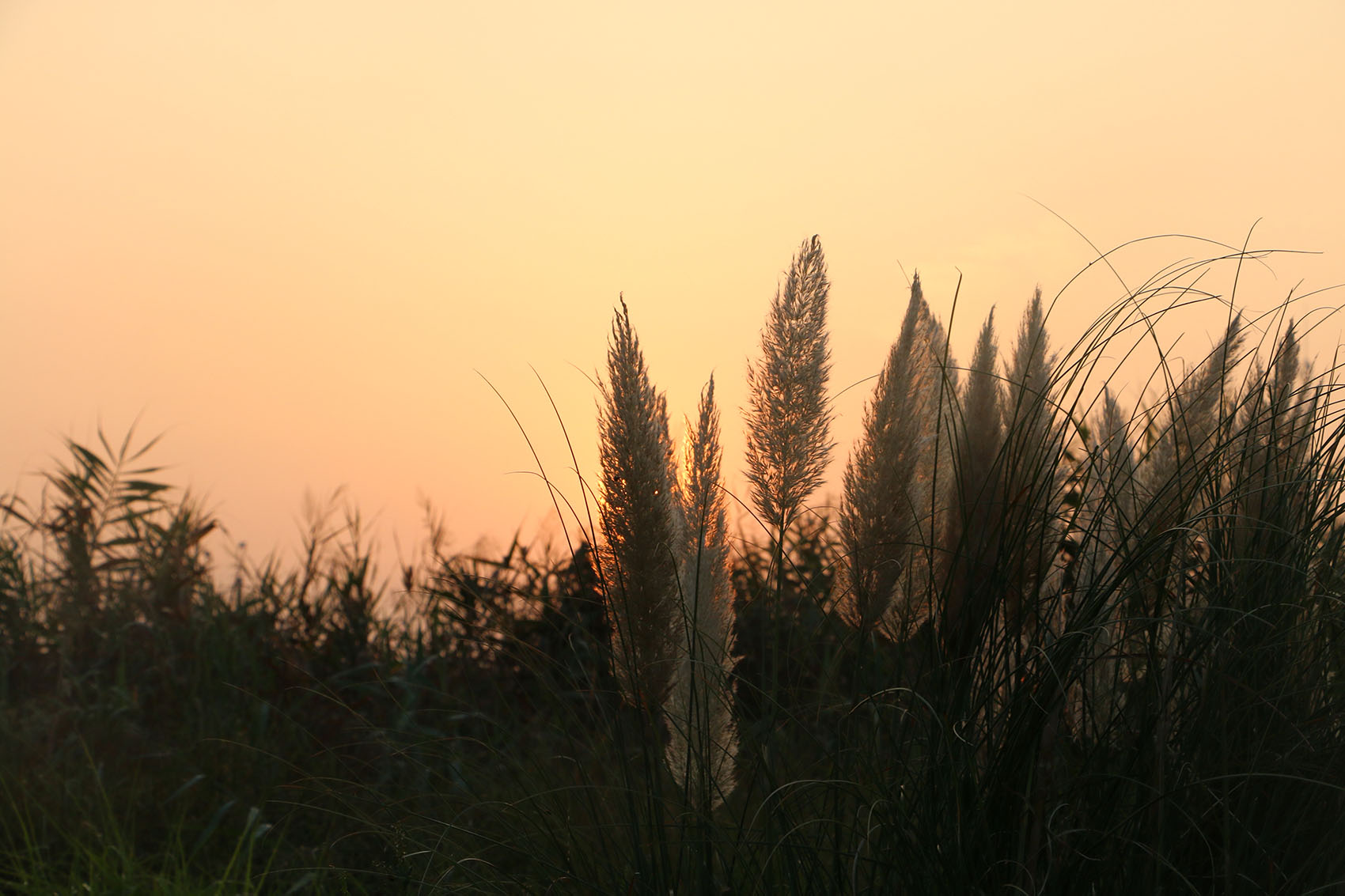 多岛海野草公园丨中国日照丨孔祥伟工作室-120
