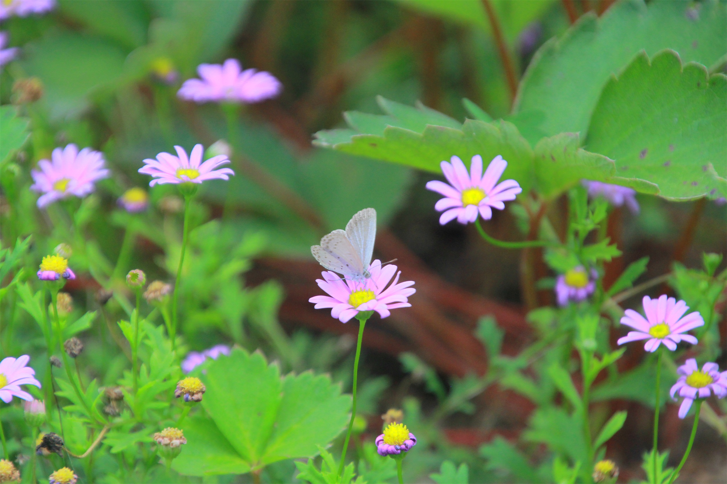 武汉脉动生态花园：一座由工厂废弃物建成的花园丨中国武汉丨盖娅朴门设计-39