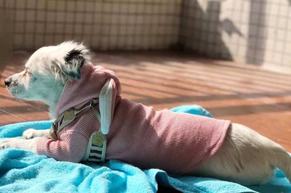 温暖 ENJOY | 从流浪狗到办公室宠儿的感人故事-42