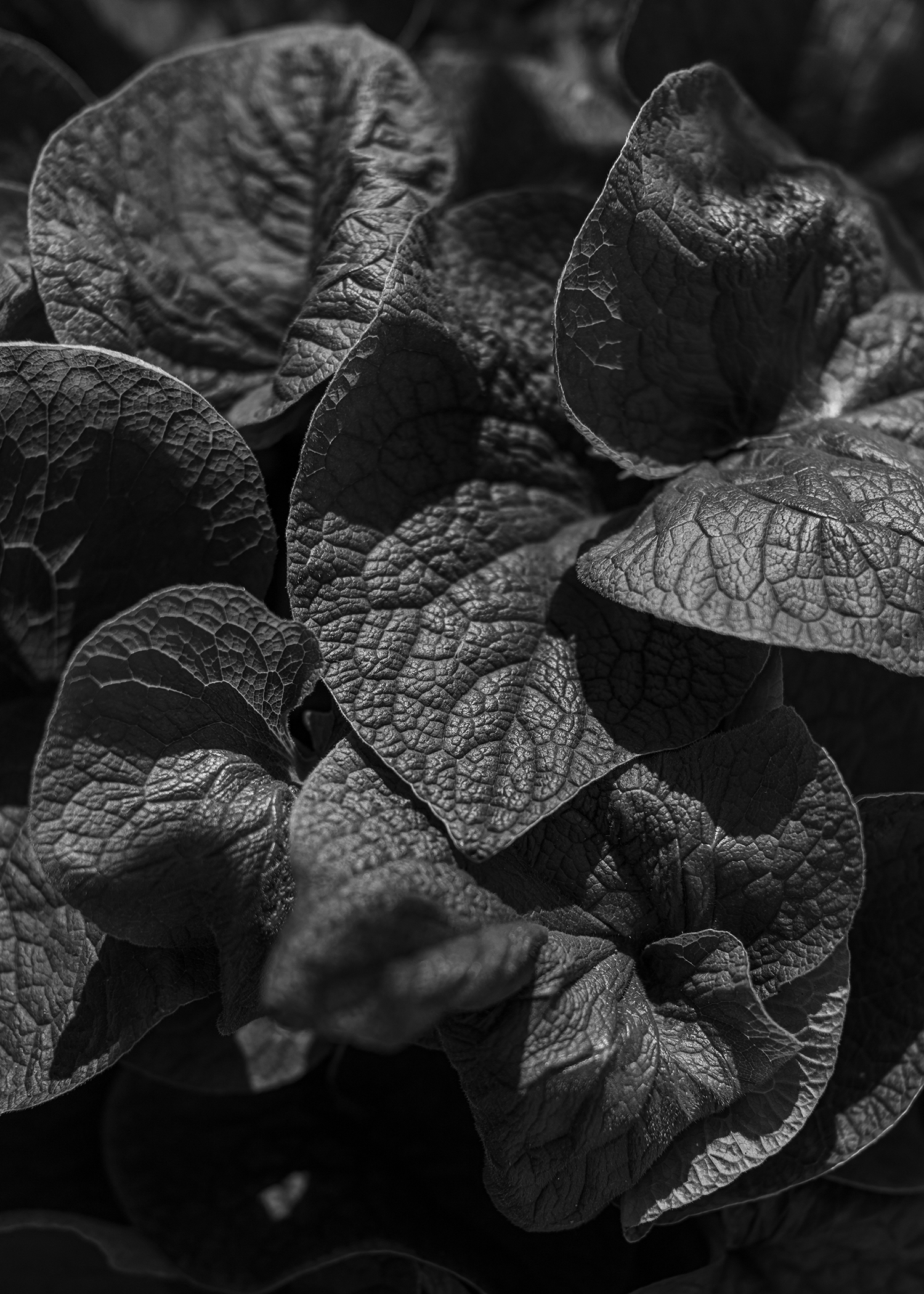 7000 Oaks 与城市生态共生的艺术设计-38