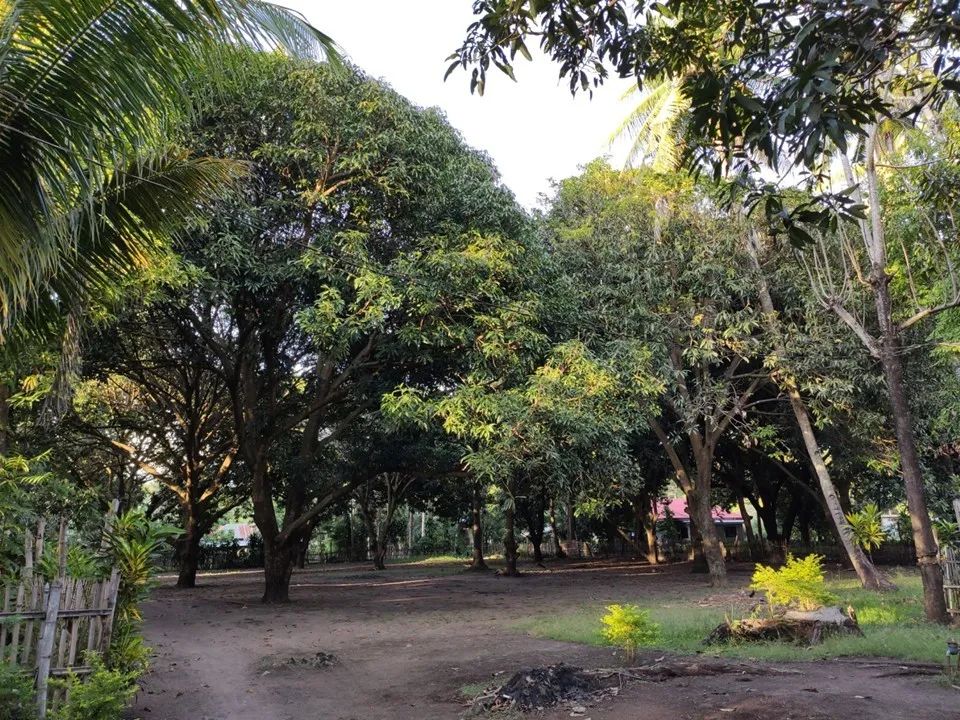 热带岛屿上的 56 棵树 | 场地密码解读与建筑设计-48