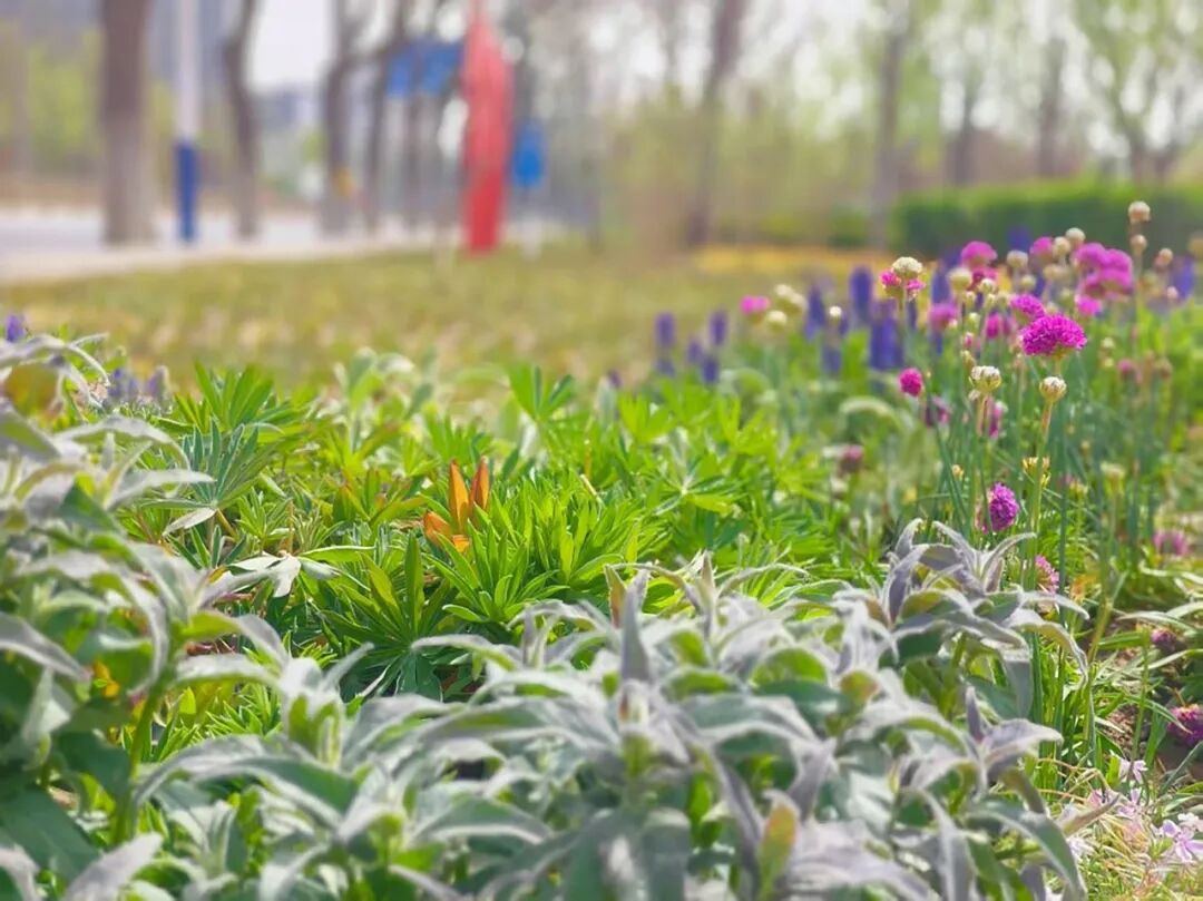 花开梨园·云景寻芳·2024年通州区花园式街区建设工程（设计）丨中国通州丨笛东规划设计(北京)股份有限公司-90