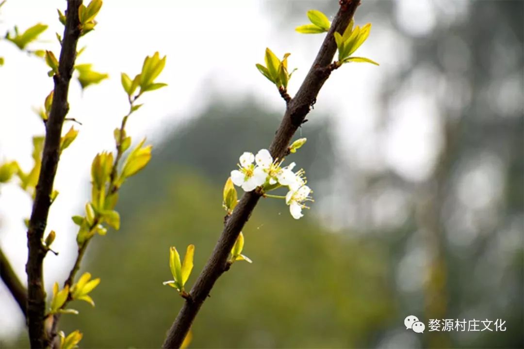 婺源碧山村亲子游新去处，原生态乡村乐园的完美逆袭-12