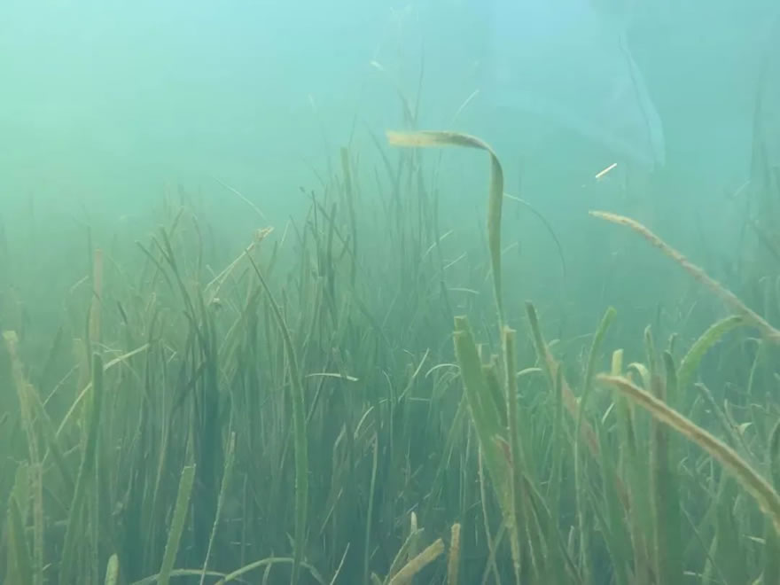 成都兴隆湖水下生态重建丨中国成都丨中建西南院景观设计院-6