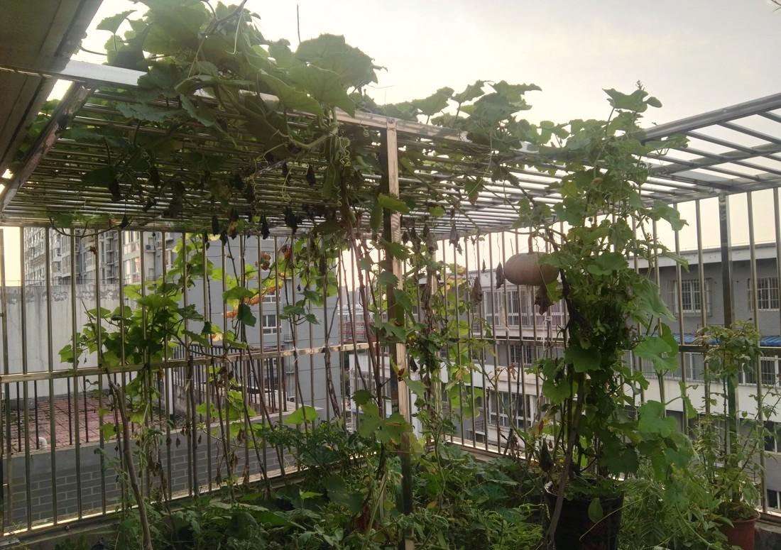 
屋顶立体种植 -9