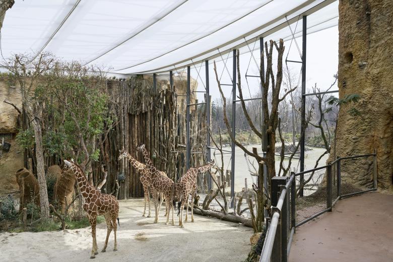 L3P Architekten ETH FH SIA AG丨Giraffenhaus Lewa Savanne im Zoo Zürich丨瑞士-0
