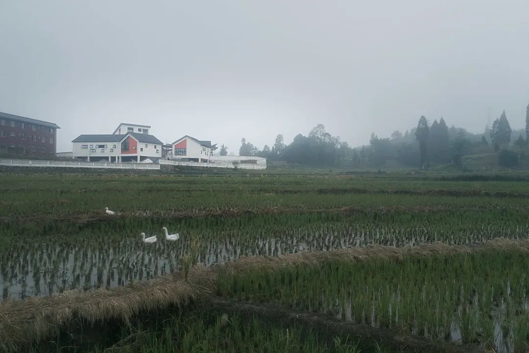 大坪乡幼儿园丨中国雅安丨东意建筑-92