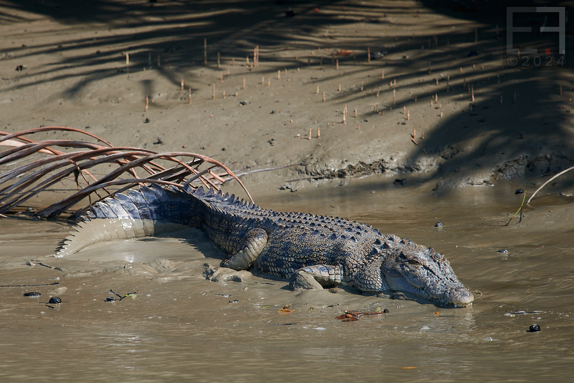孟加拉国孙德尔本斯红树林保护与开发-15