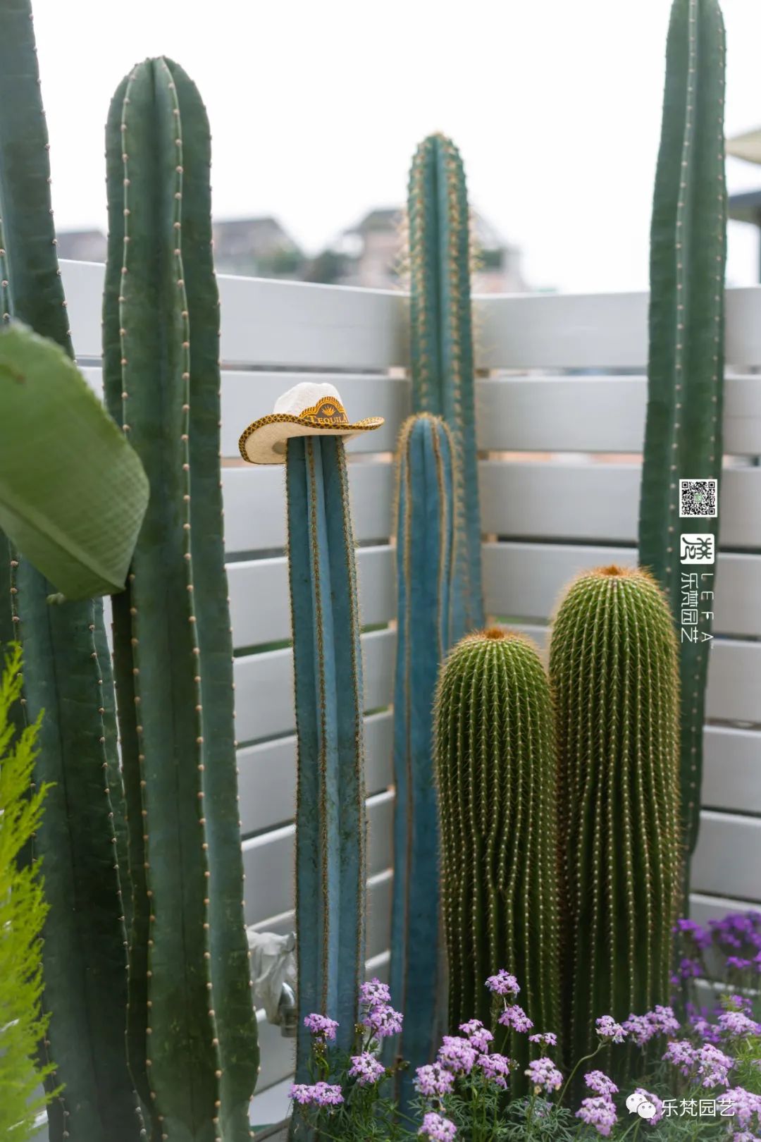媚媚猫咪的摩洛哥阳台花园丨乐梵园艺-42
