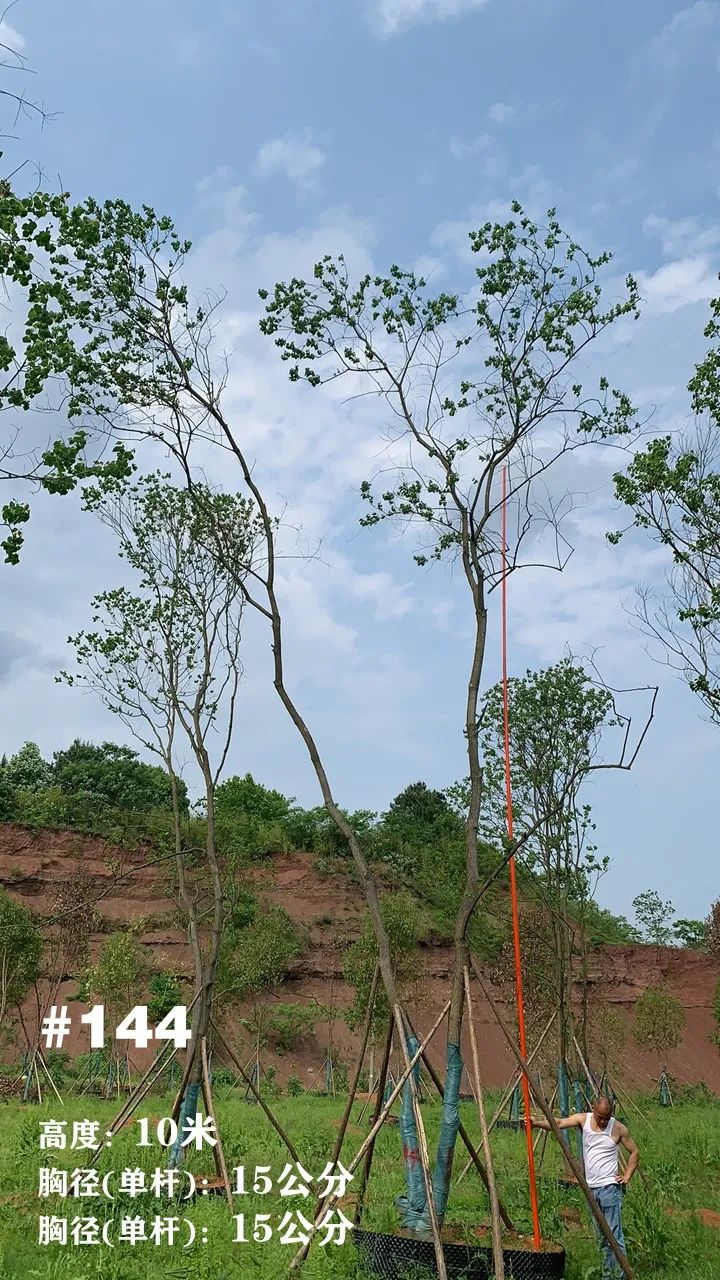 湖南衡阳 148 棵精品乌桕景观设计丨中国衡阳丨看见景观-168