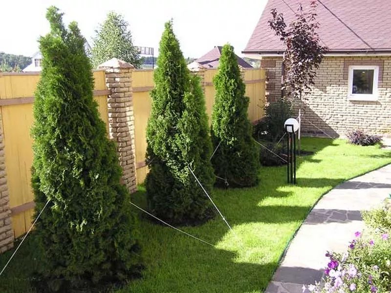 荒芜地块变身梦幻花园景观设计丨业主夫妻（自行设计）-23