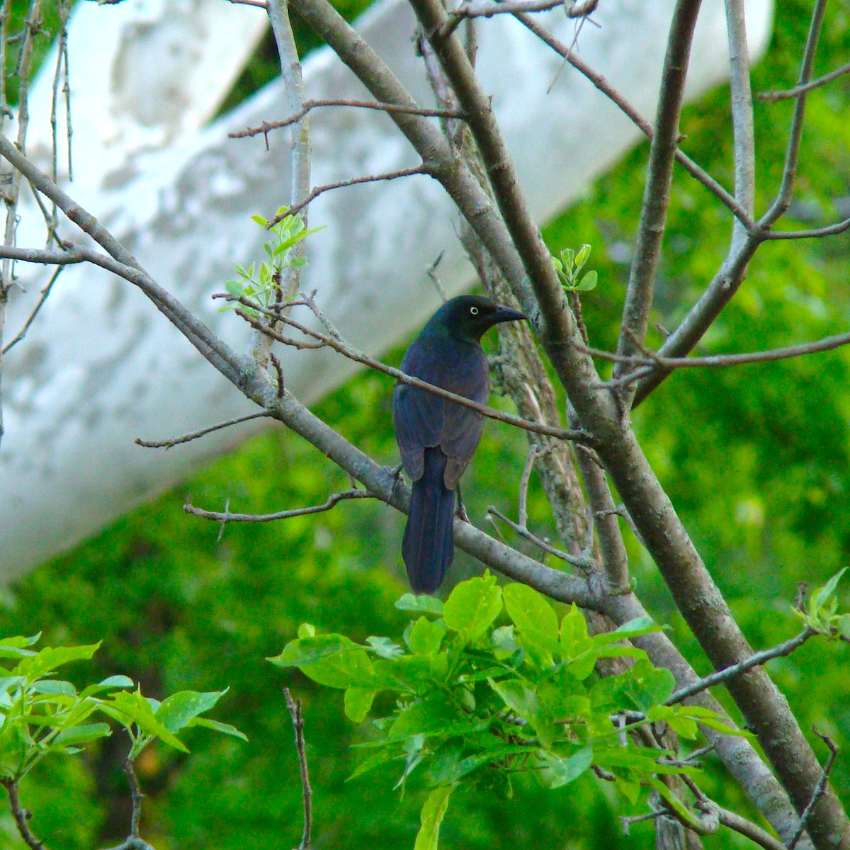 复古复兴 | 19 世纪 50 年代美国宾夕法尼亚州小威尼斯建筑群-143