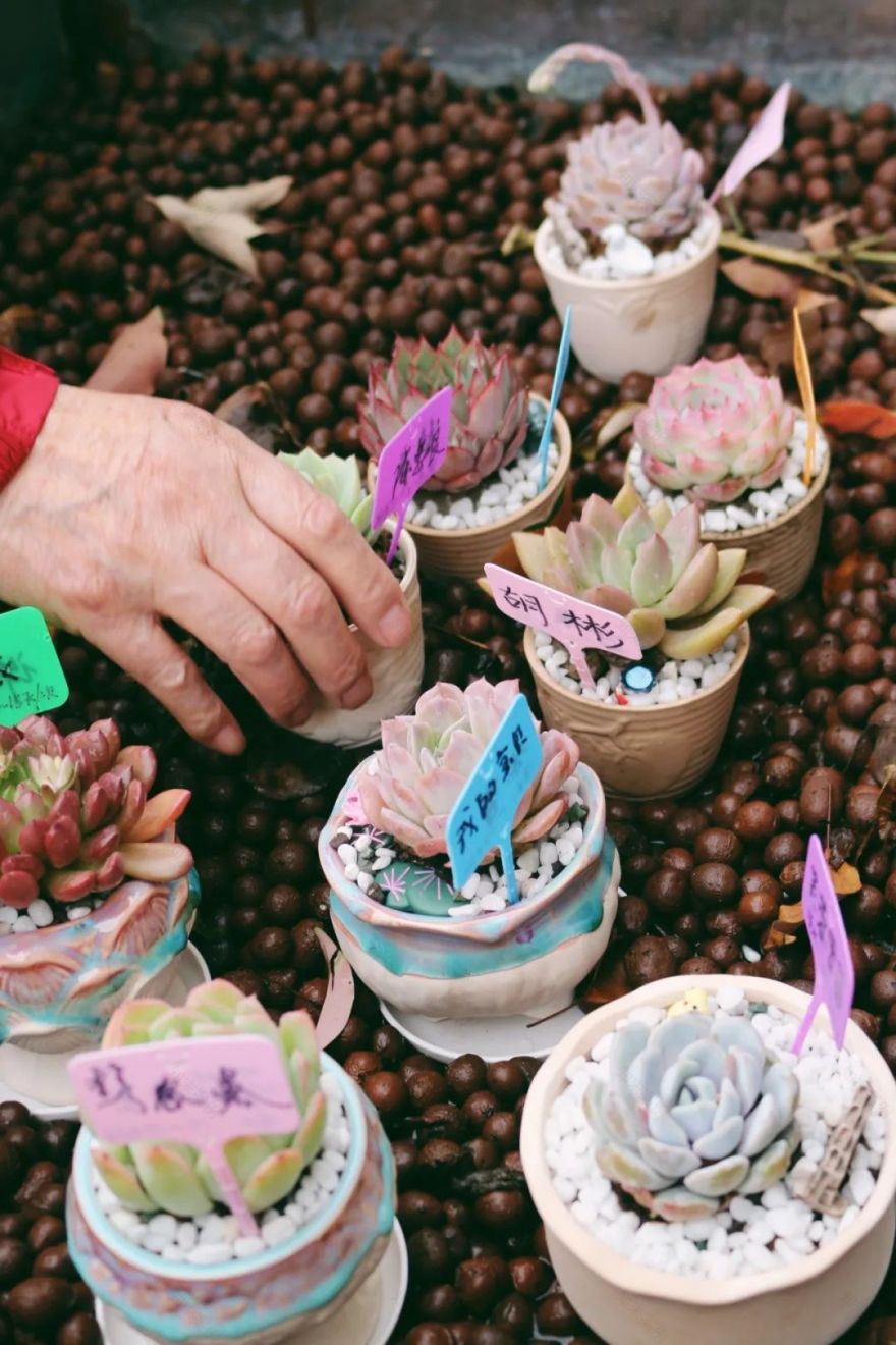 用植物疗愈时光,以设计重塑银龄价值|春日系列工作坊回顾-89