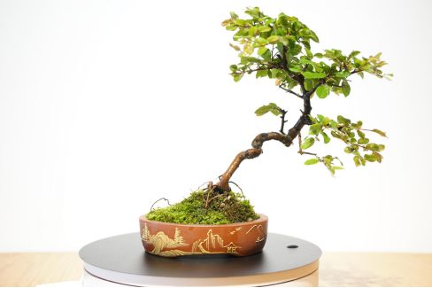 雀梅盆景艺术，品味静谧时光-9