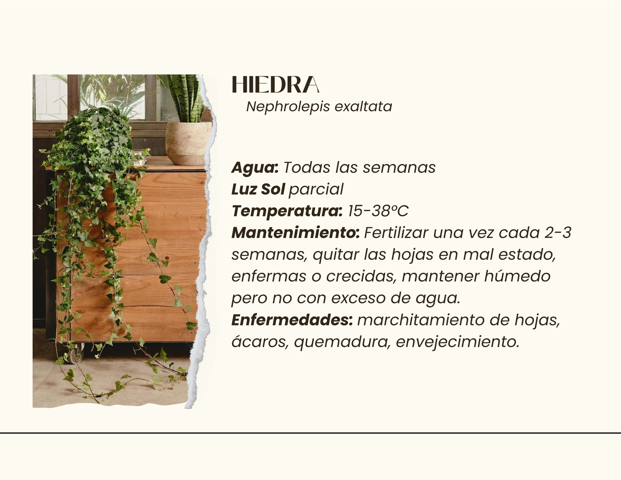 Serenidad en el Caos - Proyecto Paisajístico Interior-11