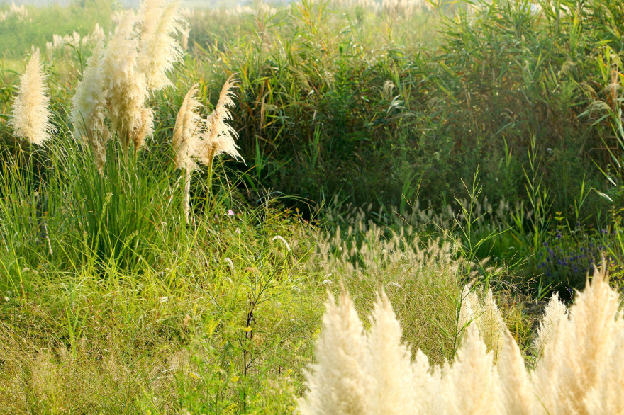 多岛海野草公园丨中国日照丨孔祥伟工作室-119