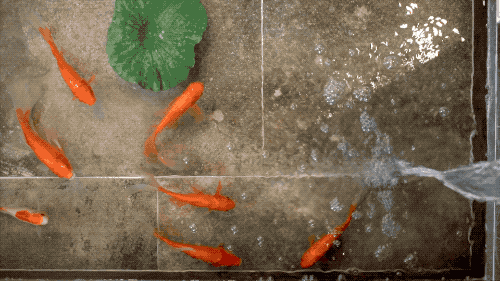 他在20楼挖池塘、造园子,把家改成空中花园,只花3000元-16