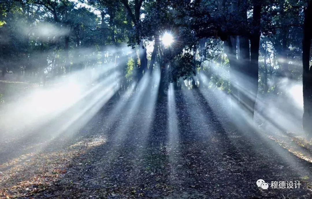 鹿山悦江府售楼中心 | 密林之光，现代设计诠释自然之美-0