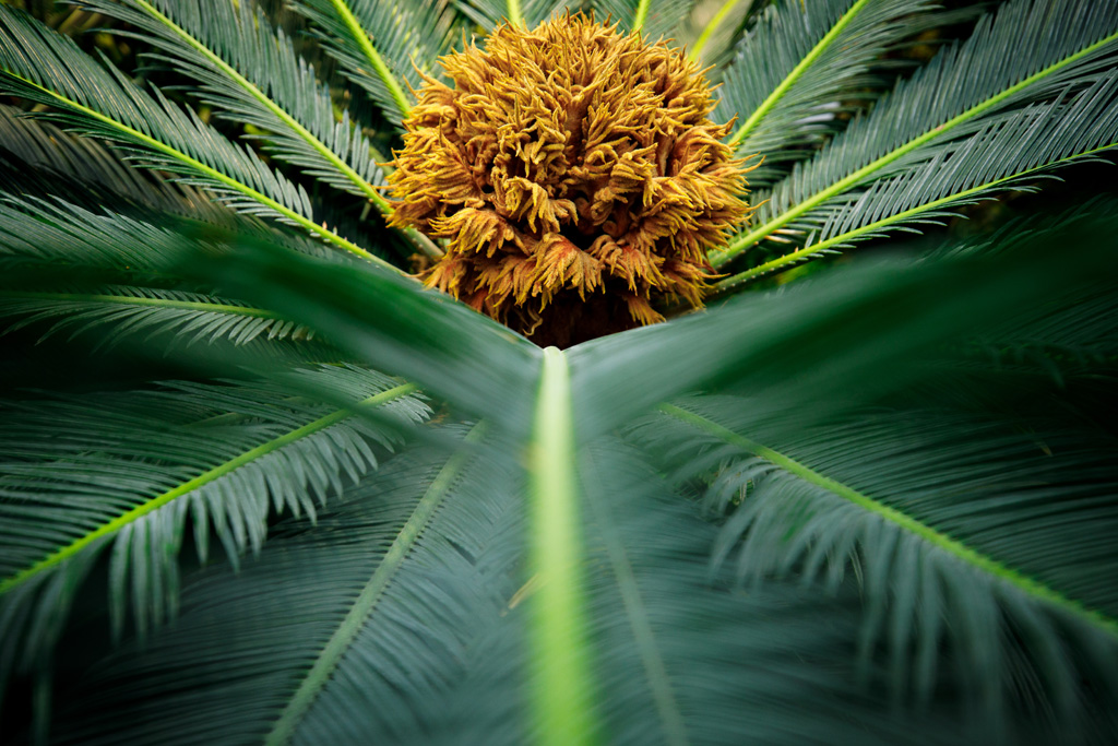 The Spheres（亚马逊西雅图总部球体建筑）丨美国西雅图-17