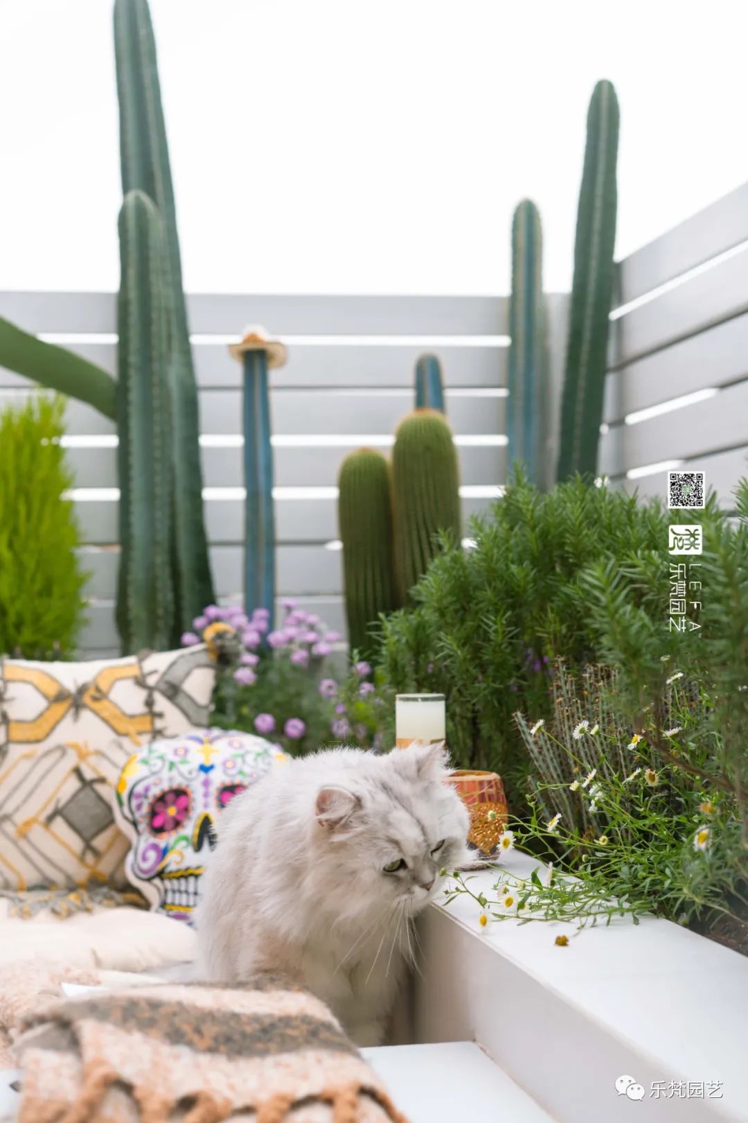 媚媚猫咪的摩洛哥阳台花园丨乐梵园艺-31