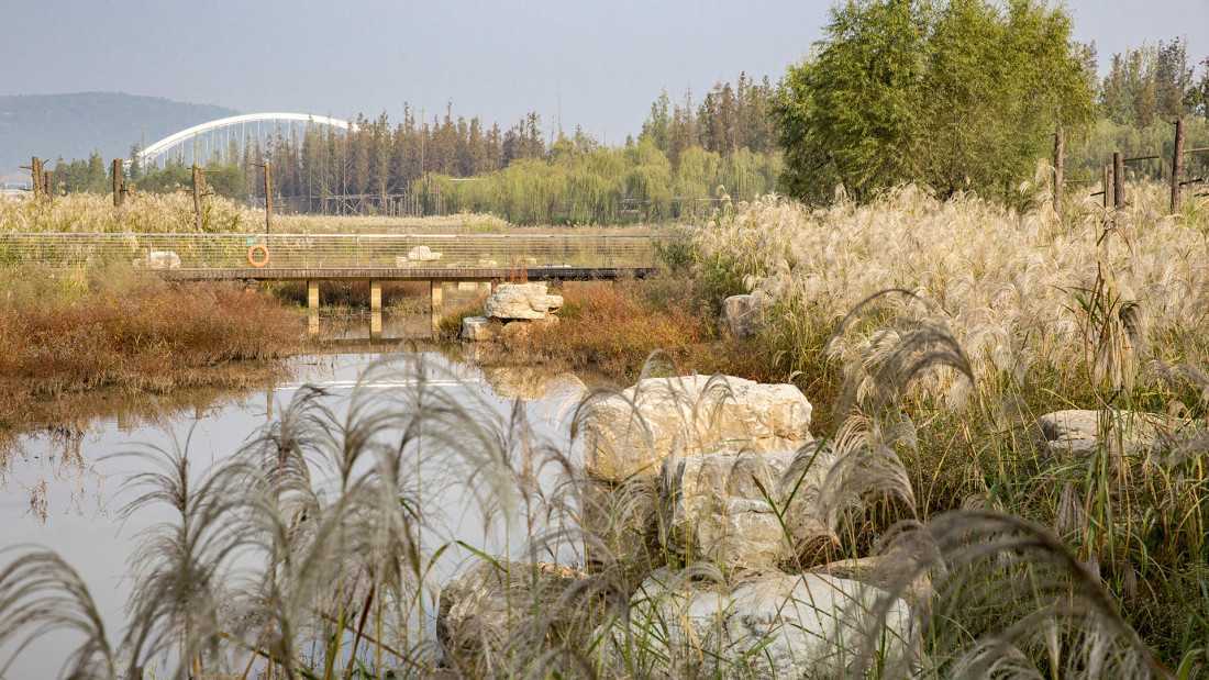 长沙巴溪洲岛湿地生态公园丨中国长沙-13