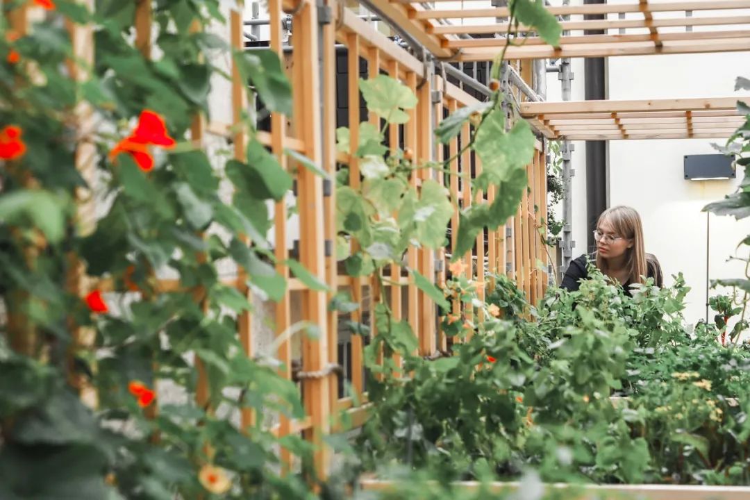 赫尔辛基城市博物馆“Kasvattamo Greenhouse”临时装置-16