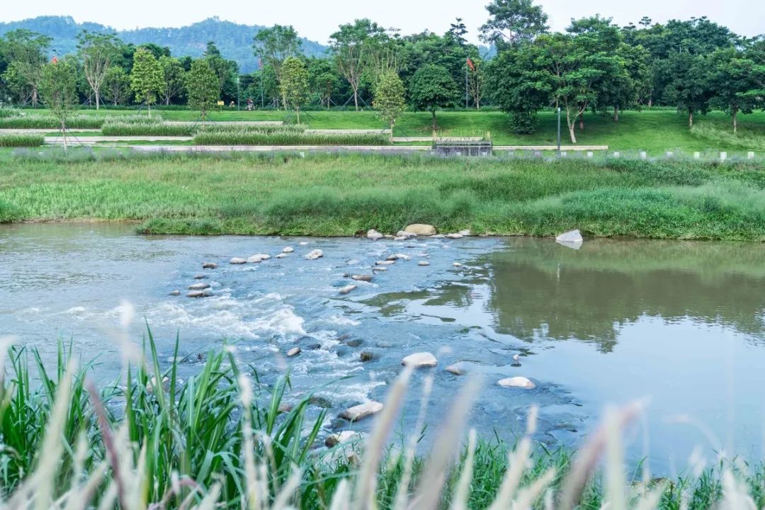 茅洲河碧道·光明段生态修复试点-56