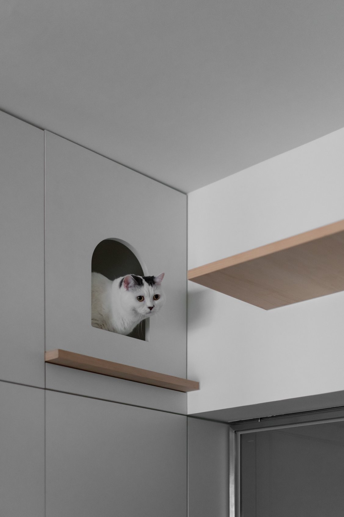 木介空间设计 · 猫的生活-20