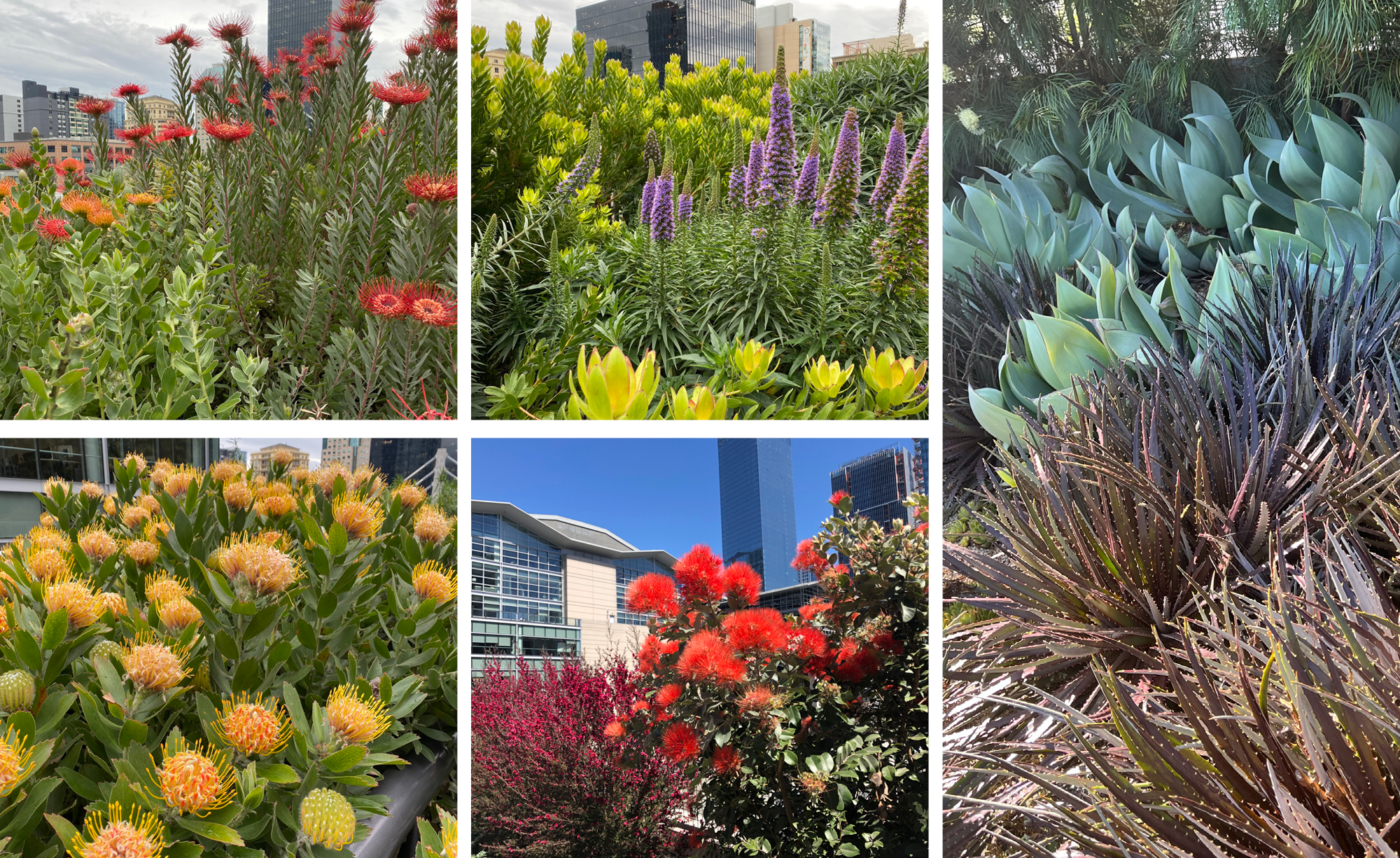 Salesforce交通枢纽公园丨美国丨PWP-14