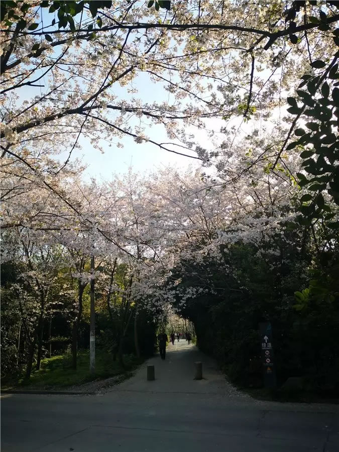 上海市宝山区城市绿色步道-74