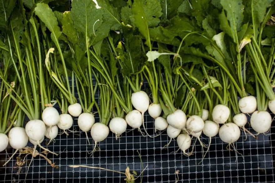 美国米其林三星大厨首家海外餐厅亮相深圳:奢侈是什么? 邵程-36