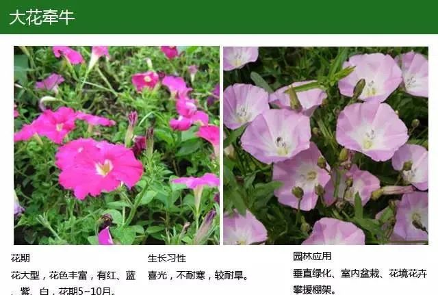 全方位植物设计课程，实战训练，案例示范，作业一对一指导-56