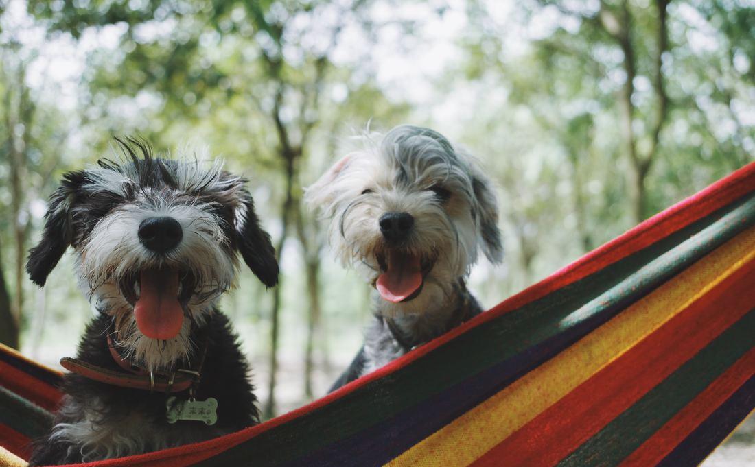 【宠物店】铲屎官们，请注意！萌宠的反转人…-8