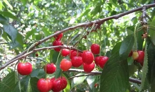 罗汉松 | 庭院中的守财吉祥树-226