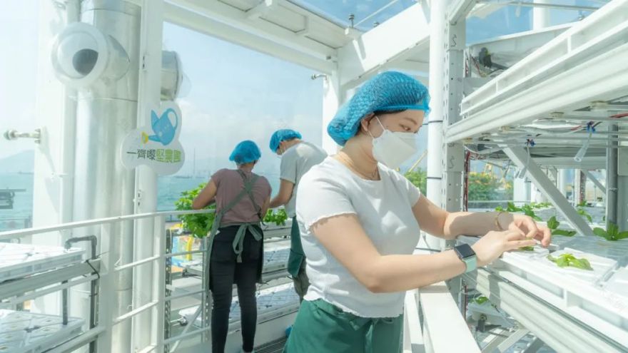 香港KFarm · 高科技农场的绿色奇迹丨中国香港丨陈启豪等-26