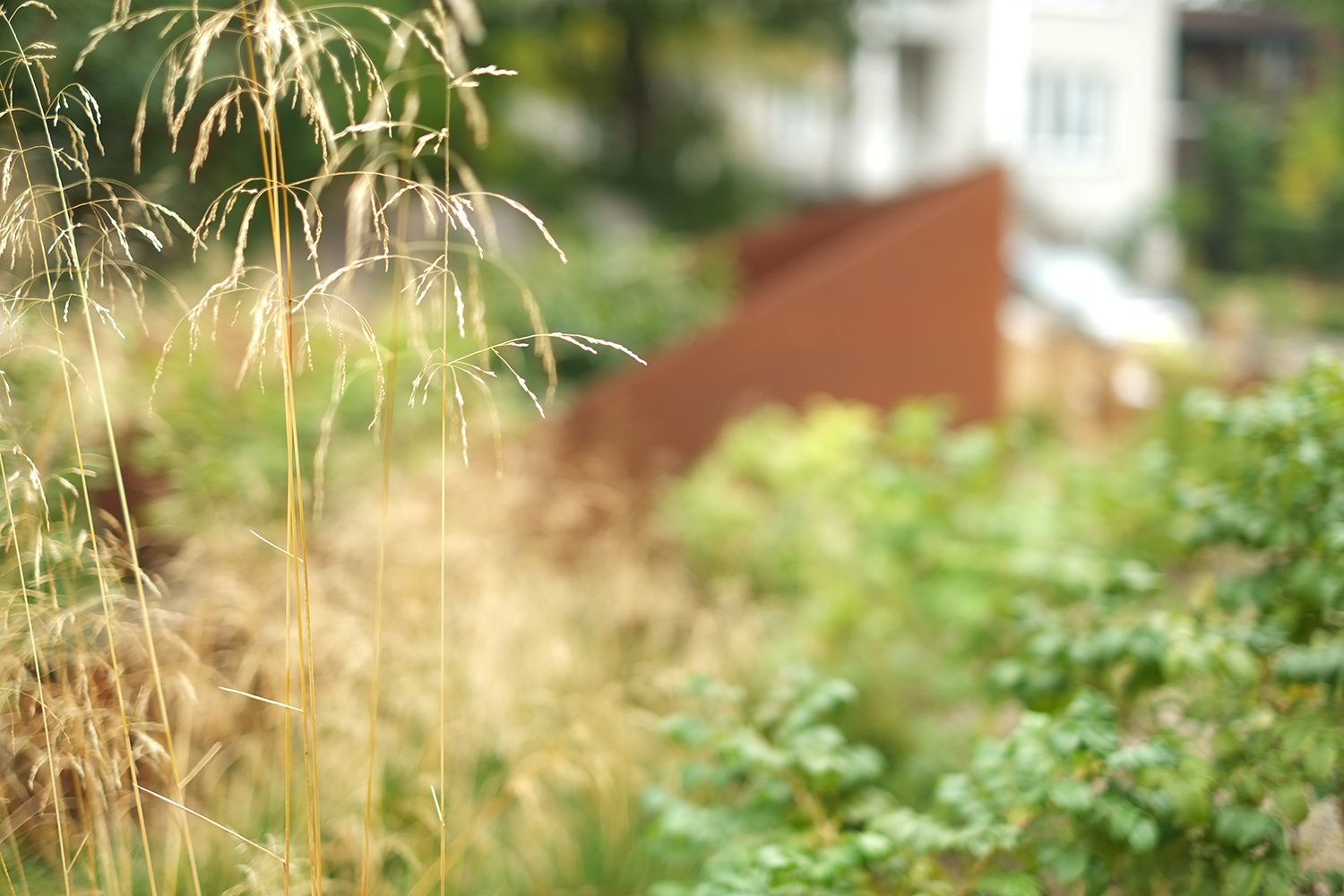 Toiture végétalisée Rivoli | rose architecture-11